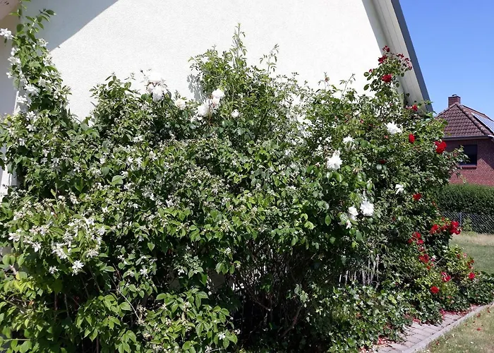 Ott * 阿默灵豪森